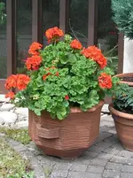 6 Jahre alte Geranien.webp