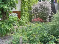 Zwergflieder.webp
