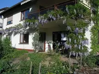 Blauregen.webp