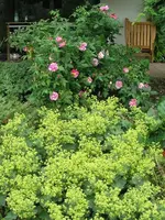 frauenmantel vor alter Rose.webp