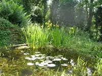Teich im Hintergrund Wildnis.webp