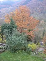 große Eiche, davor Sommerflieder.webp