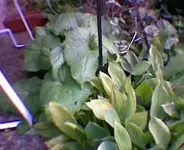 Unbekannte Pflanze.webp