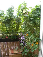 terrasse150808.webp