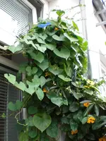 terrasse1150808.webp