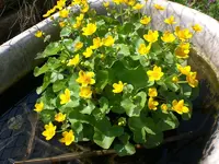Garten04-2008-33.jpg
