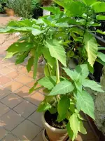 2008.08.15 (6).webp