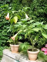 2008.08.15 (5).webp