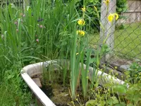 Garten 05-4 042.webp