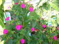 DSCN0377.webp