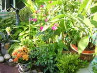 DSCN0381.webp