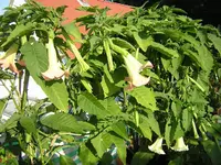 DSCN0378.webp