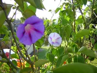 DSCN0375.webp
