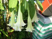 DSCN0380.webp