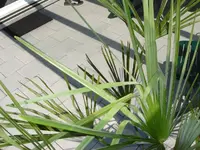 tessinerpalme.webp