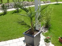 Tessinerpalme2.webp