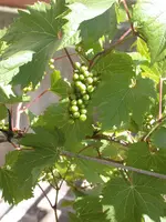 Wein 1.webp