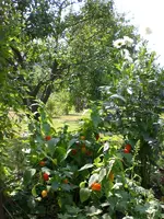 Garten August-2008 001.webp