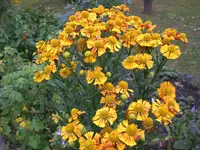Garten August-2008 002.webp