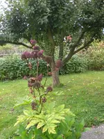 Garten August-2008 003.webp