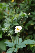 unbekannte Pflanze.webp