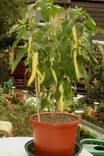 HotHungarianYellowWaxPepper.webp