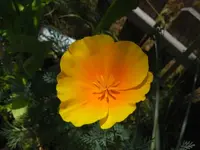 kalifornischer Mohn.webp
