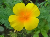 kalifornischer Mohn2.webp