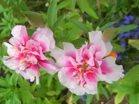 Blume.webp