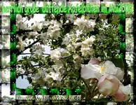 _1a ApfelblütenDuftend.webp