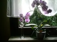 Orchidee.webp
