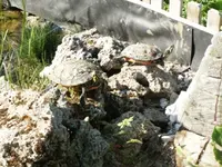 PICT0074.webp