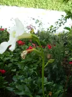 Freilandgloxinie Incarvillea Delavayi white Obi 1 Euro.webp