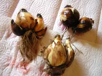DSCN0389.webp