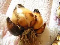 DSCN0390.webp