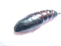 DSCN0395.webp