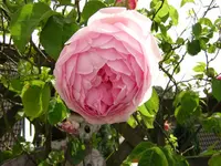 DSCN0113.webp