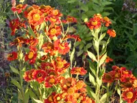 PICT0002.webp