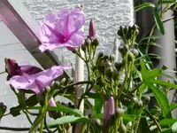 P1010737.webp