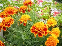 DSCN0396.webp