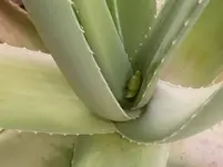 blüte-1.webp
