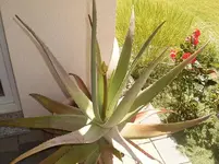 blüte-2.webp