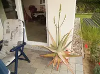 blüte-8.webp