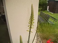 blüte-9.webp