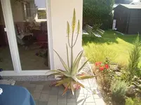 blüte-11.webp
