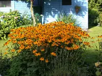 Sonnenhut im August.webp