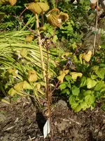 Himbeere Rubaca1.webp