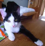 kaya.webp