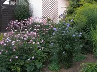 Herbstanemone.webp