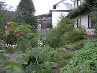 Himbeere.webp